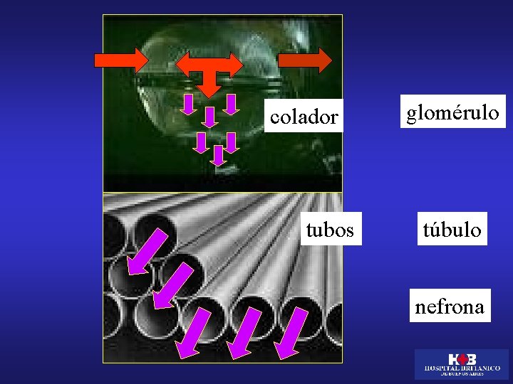 colador tubos glomérulo túbulo nefrona 