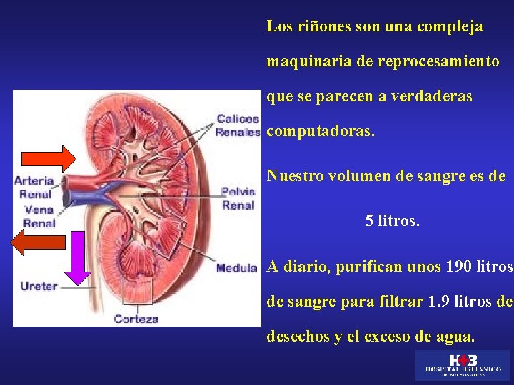 Los riñones son una compleja maquinaria de reprocesamiento que se parecen a verdaderas computadoras.