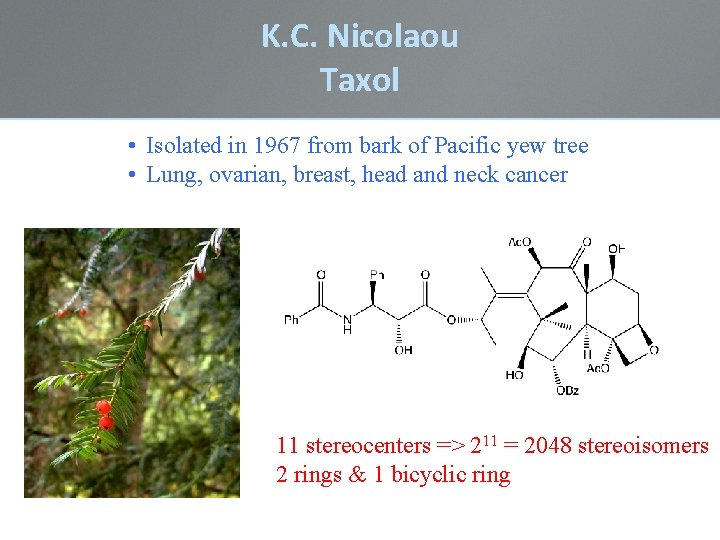 K. C. Nicolaou Taxol • Isolated in 1967 from bark of Pacific yew tree