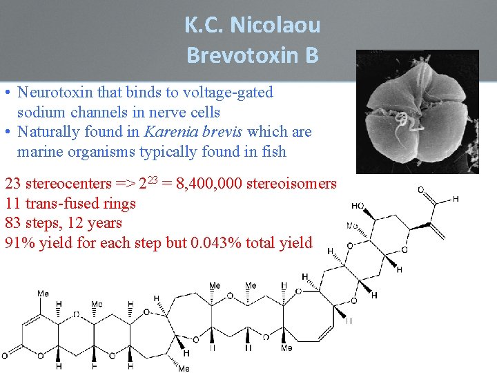 K. C. Nicolaou Brevotoxin B • Neurotoxin that binds to voltage-gated sodium channels in