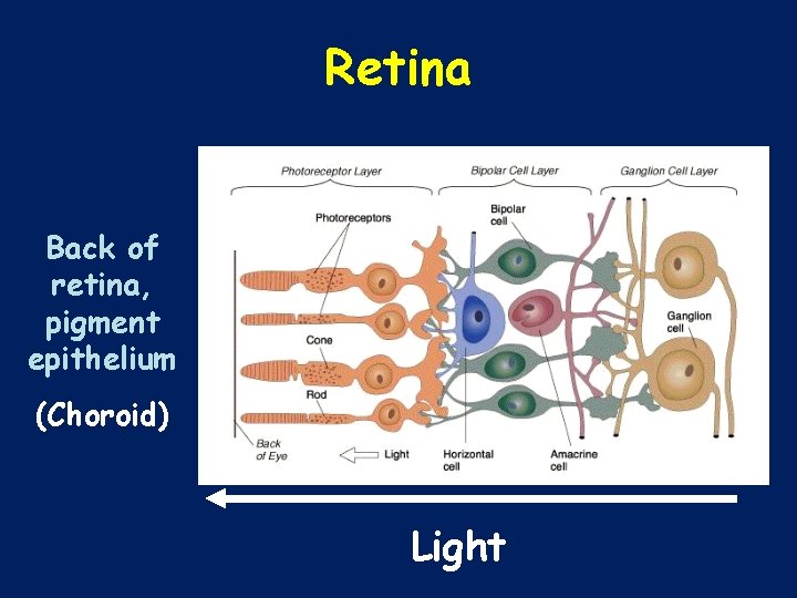 Retina Back of retina, pigment epithelium (Choroid) Light 