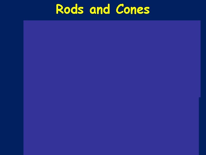 Rods and Cones Figure 17. 13 