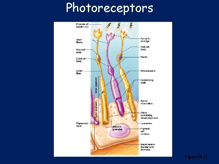 Photoreceptors Figure 16. 11 