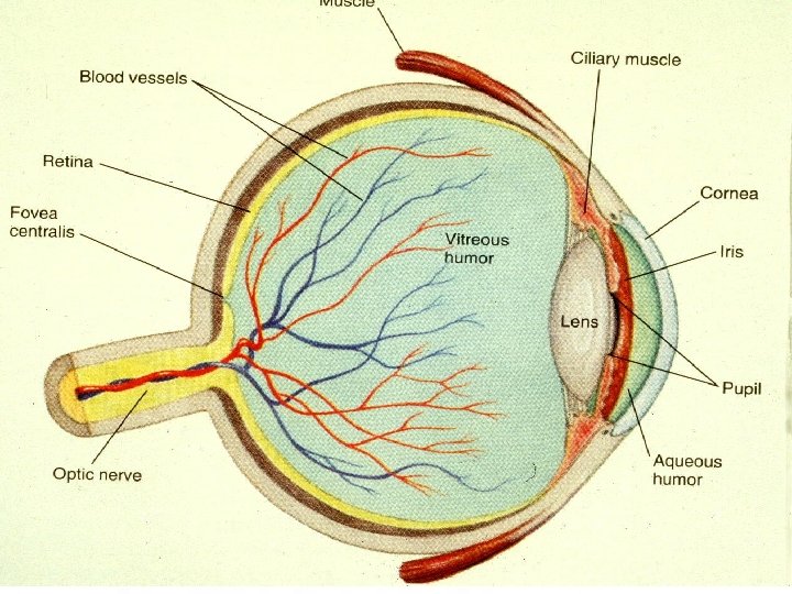 Retina: distribution photoreceptors 