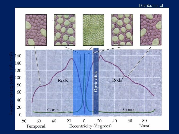 Receptor density (cells x 103 / mm 2) Distribution of photoreceptors 