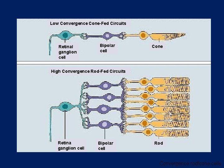 Low Convergence Cone-Fed Circuits Retinal ganglion cell Bipolar cell Cone High Convergence Rod-Fed Circuits