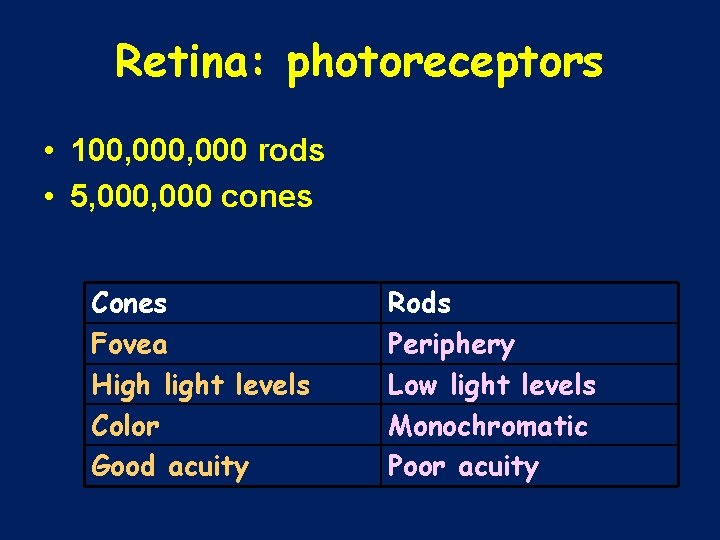 Retina: photoreceptors • 100, 000 rods • 5, 000 cones Cones Fovea High light