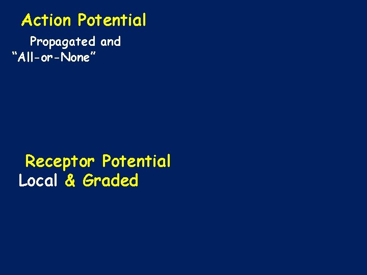 Action Potential Propagated and “All-or-None” Receptor Potential Local & Graded 