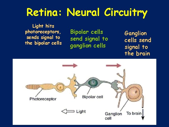 Retina: Neural Circuitry Light hits photoreceptors, sends signal to the bipolar cells Bipolar cells