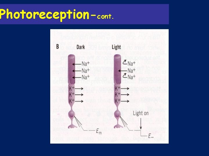 Photoreception-cont. 