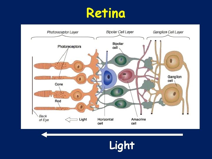 Retina Light 