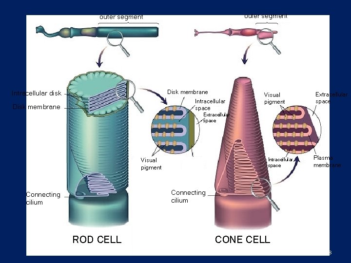 outer segment Disk membrane Intracellular disk Intracellular space Disk membrane Extracellular space Visual pigment