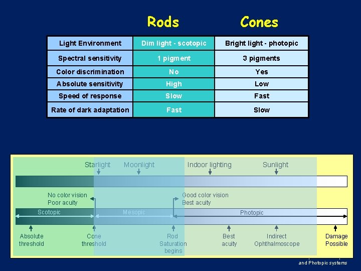 Rods Light Environment Dim light - scotopic Bright light - photopic Spectral sensitivity 1