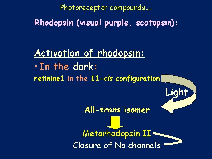 Photoreceptor compounds -cont Rhodopsin (visual purple, scotopsin): Activation of rhodopsin: • In the dark: