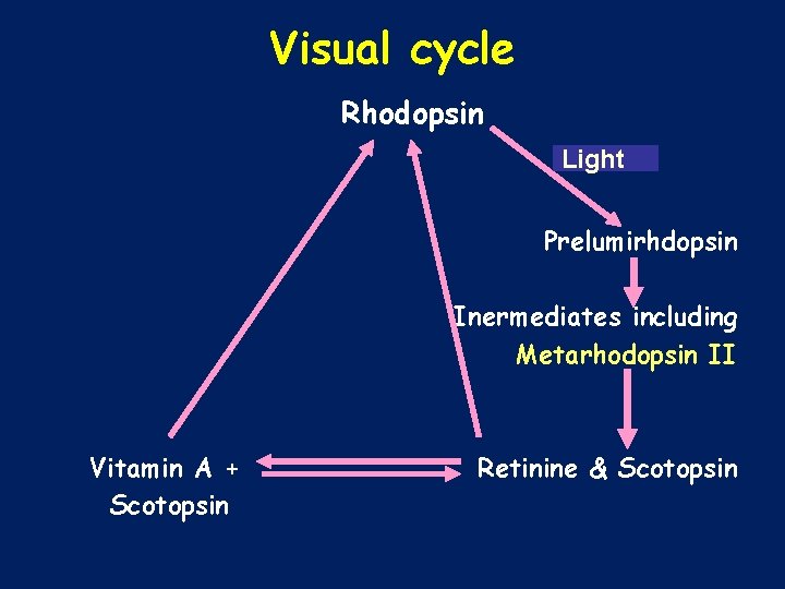 Visual cycle Rhodopsin Light Prelumirhdopsin Inermediates including Metarhodopsin II Vitamin A + Scotopsin Retinine