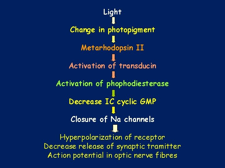 Light Change in photopigment Metarhodopsin II Activation of transducin Activation of phophodiesterase Decrease IC