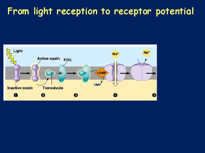 From light reception to receptor potential 