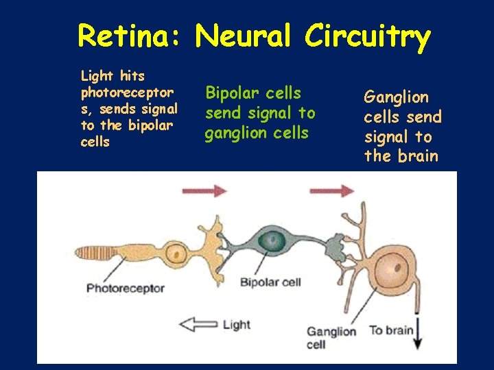 Retina: Neural Circuitry Light hits photoreceptor s, sends signal to the bipolar cells Bipolar