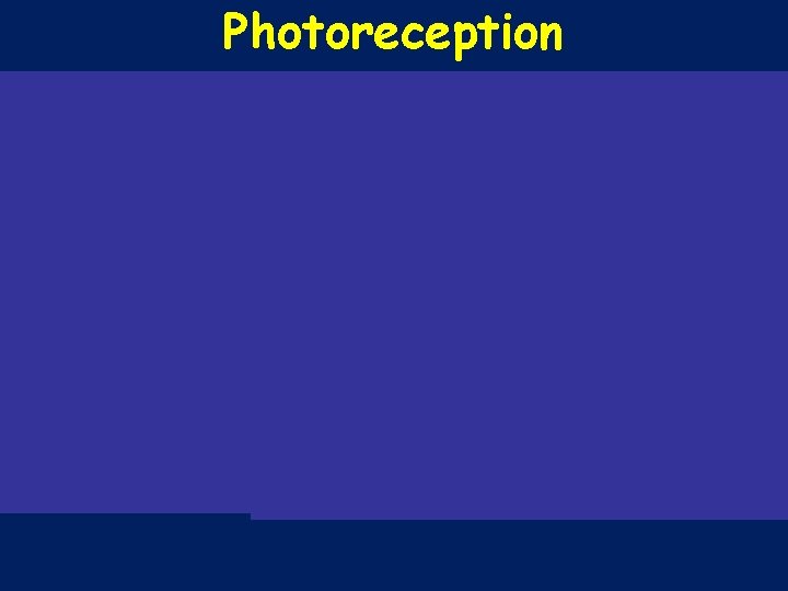 Photoreception 