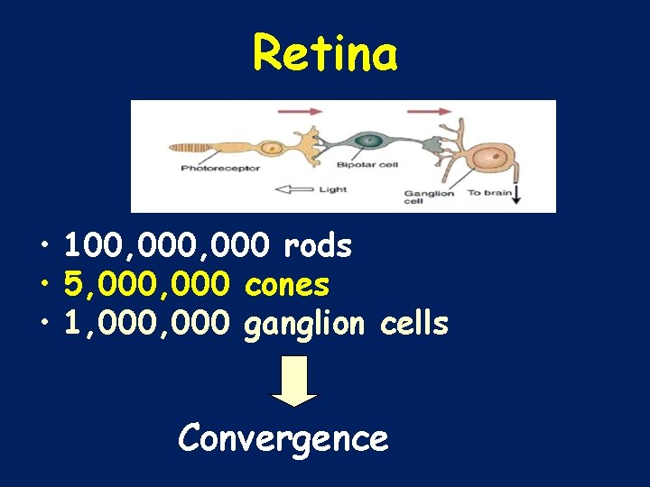 Retina • 100, 000 rods • 5, 000 cones • 1, 000 ganglion cells