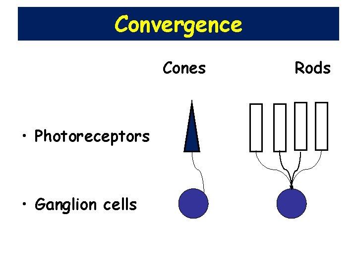 Convergence Cones • Photoreceptors • Ganglion cells Rods 