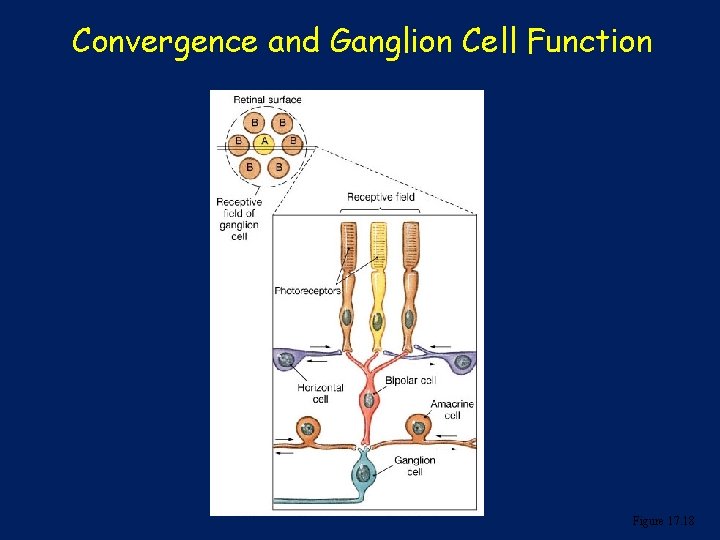 Convergence and Ganglion Cell Function Figure 17. 18 
