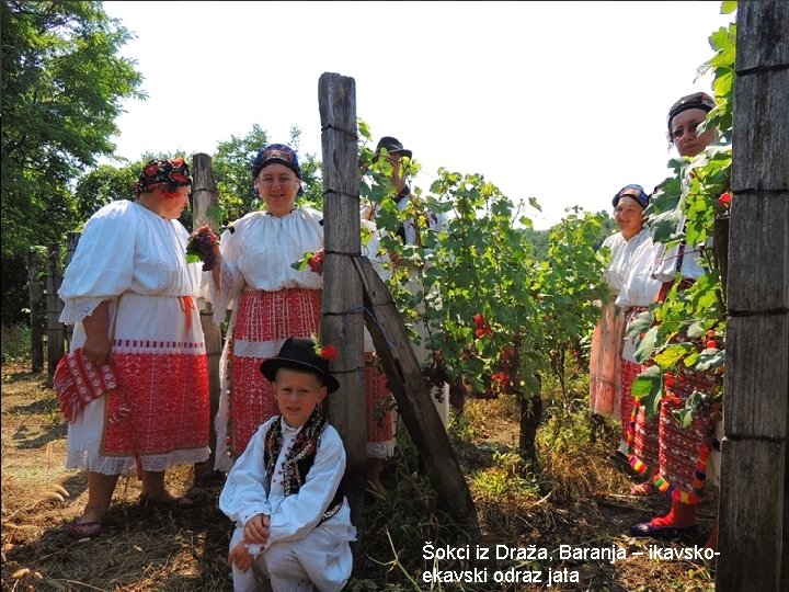 ODRAZ GLASA JATA većinom ikavski dite jekavski dijete, djeteta ekavski dete Šokci iz Draža,