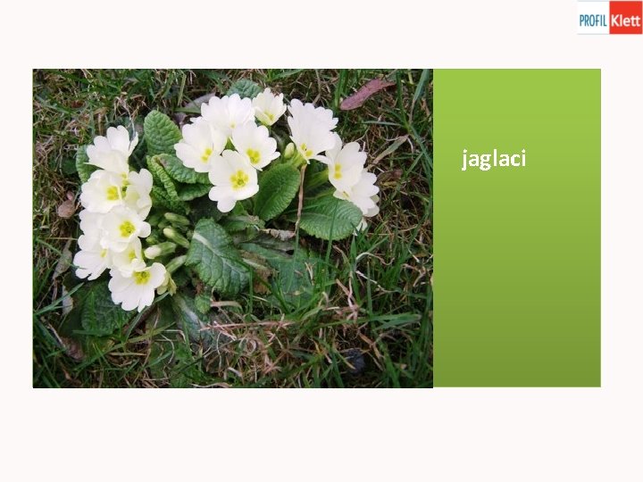 jaglaci 