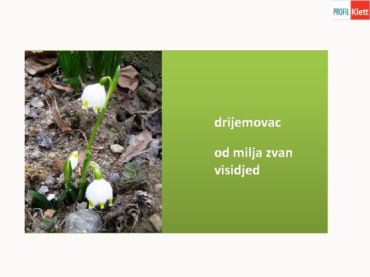 drijemovac od milja zvan visidjed 