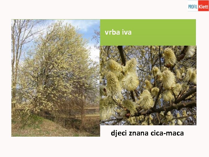 vrba iva djeci znana cica-maca 