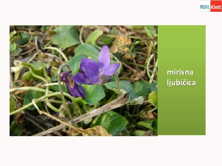 mirisna ljubičica 