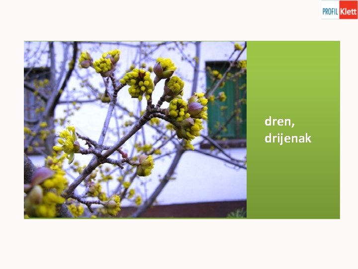 dren, drijenak 