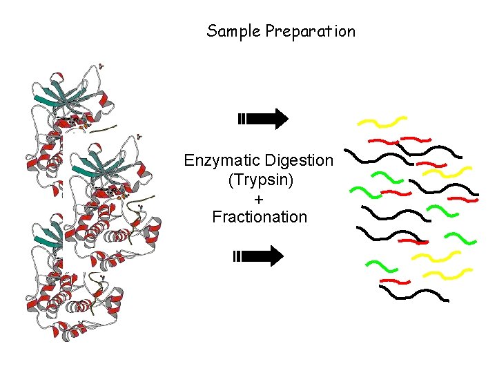 Sample Preparation Enzymatic Digestion (Trypsin) + Fractionation 