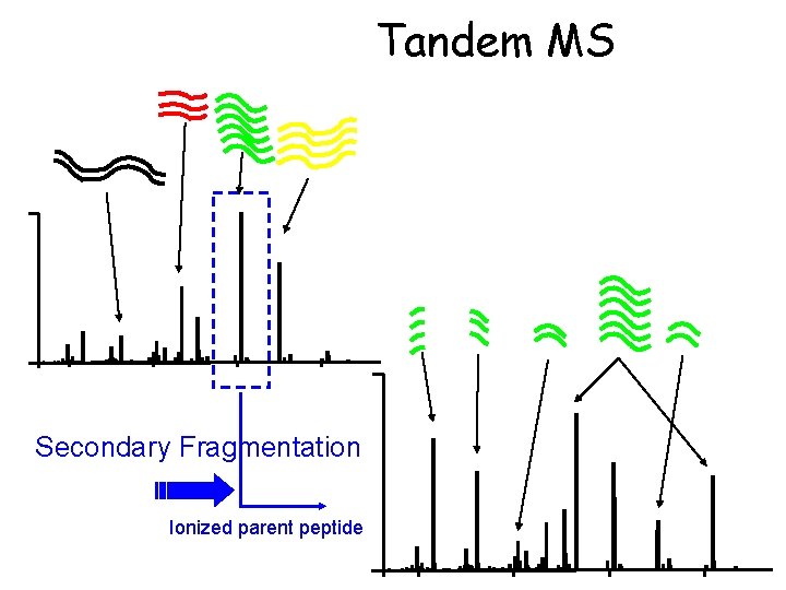Tandem MS Secondary Fragmentation Ionized parent peptide 