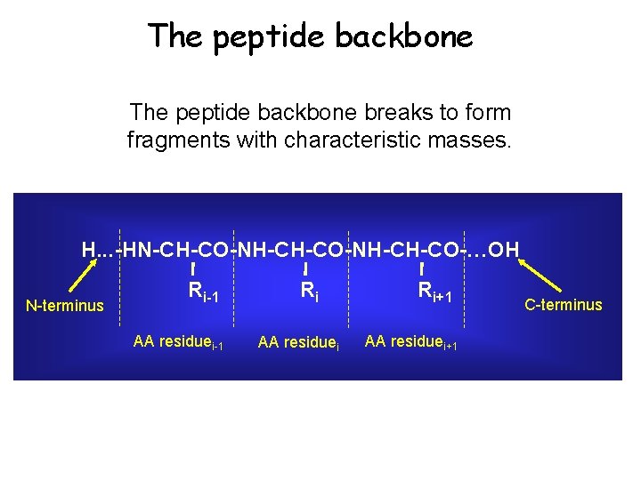 The peptide backbone breaks to form fragments with characteristic masses. H. . . -HN-CH-CO-NH-CH-CO-…OH