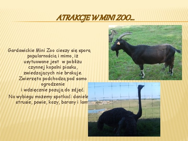 ATRAKCJE W MINI ZOO… Gardawickie Mini Zoo cieszy się sporą popularnością i mimo, iż