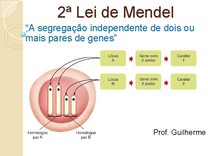 2ª Lei de Mendel “A segregação independente de dois ou mais pares de genes”