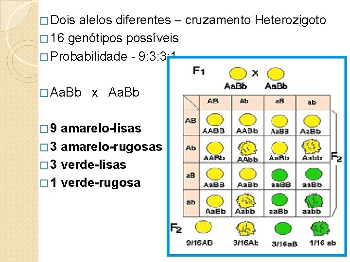 � Dois alelos diferentes – cruzamento Heterozigoto � 16 genótipos possíveis � Probabilidade -
