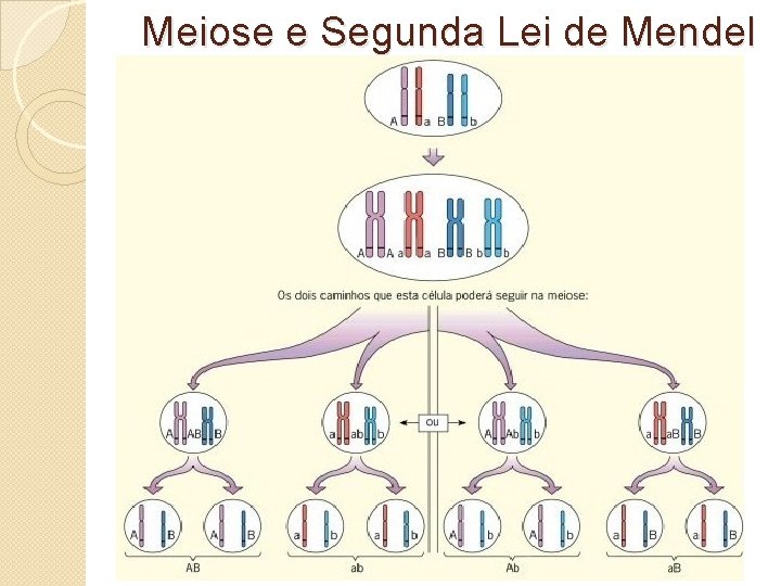 Meiose e Segunda Lei de Mendel 