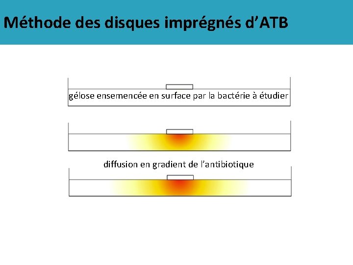 Méthode des disques imprégnés d’ATB gélose ensemencée en surface par la bactérie à étudier