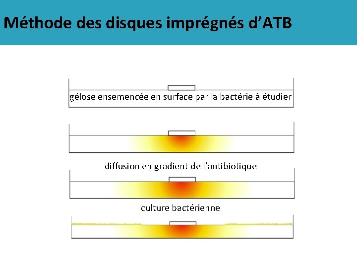 Méthode des disques imprégnés d’ATB gélose ensemencée en surface par la bactérie à étudier