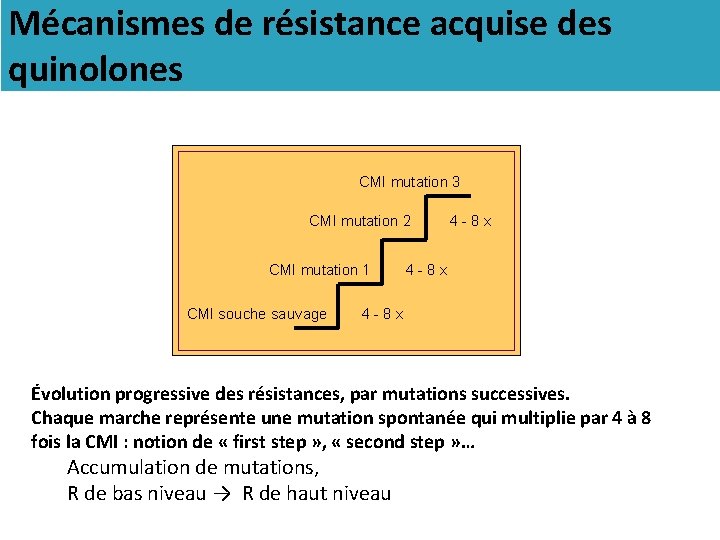 Mécanismes de résistance acquise des quinolones CMI mutation 3 CMI mutation 2 CMI mutation