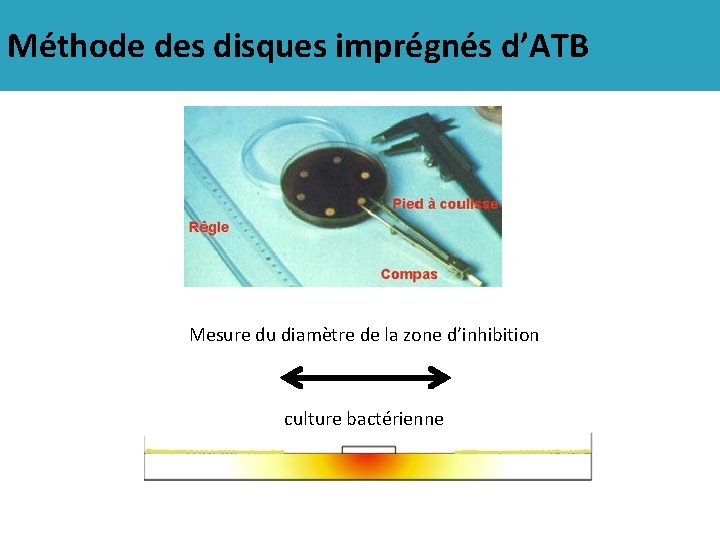 Méthode des disques imprégnés d’ATB Mesure du diamètre de la zone d’inhibition culture bactérienne