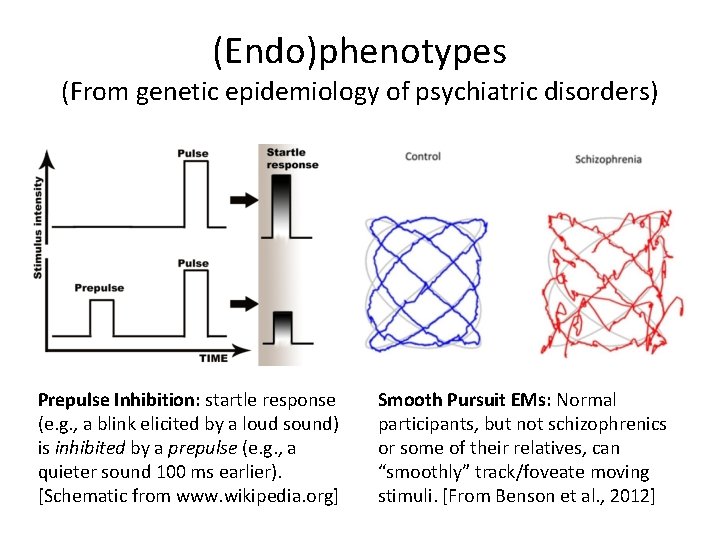 (Endo)phenotypes (From genetic epidemiology of psychiatric disorders) Prepulse Inhibition: startle response (e. g. ,