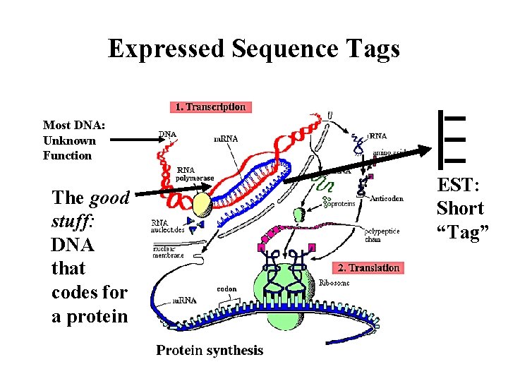 Expressed Sequence Tags Most DNA: Unknown Function The good stuff: DNA that codes for