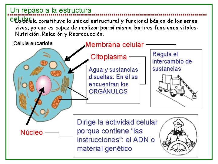 Un repaso a la estructura celular La célula constituye la unidad estructural y funcional Un repaso a la estructura celular La célula constituye la unidad estructural y funcional