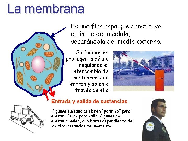 La membrana Es una fina capa que constituye el límite de la célula, separándola
