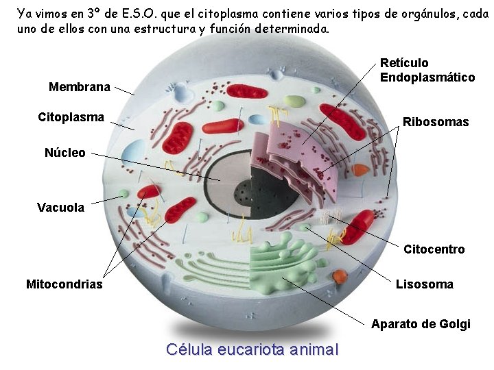 Ya vimos en 3º de E. S. O. que el citoplasma contiene varios tipos