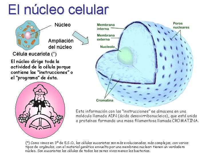 El núcleo celular Núcleo Ampliación del núcleo Célula eucariota (*) El núcleo dirige toda