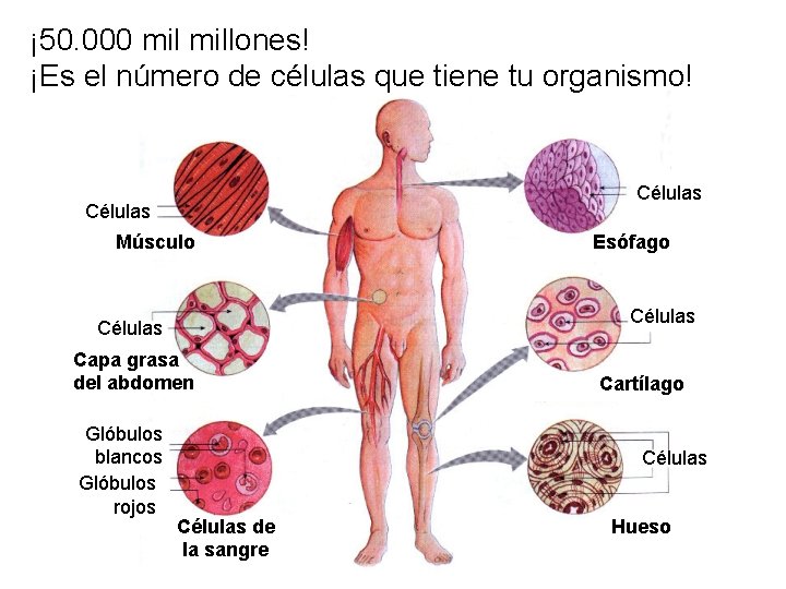 ¡ 50. 000 millones! ¡Es el número de células que tiene tu organismo! Células